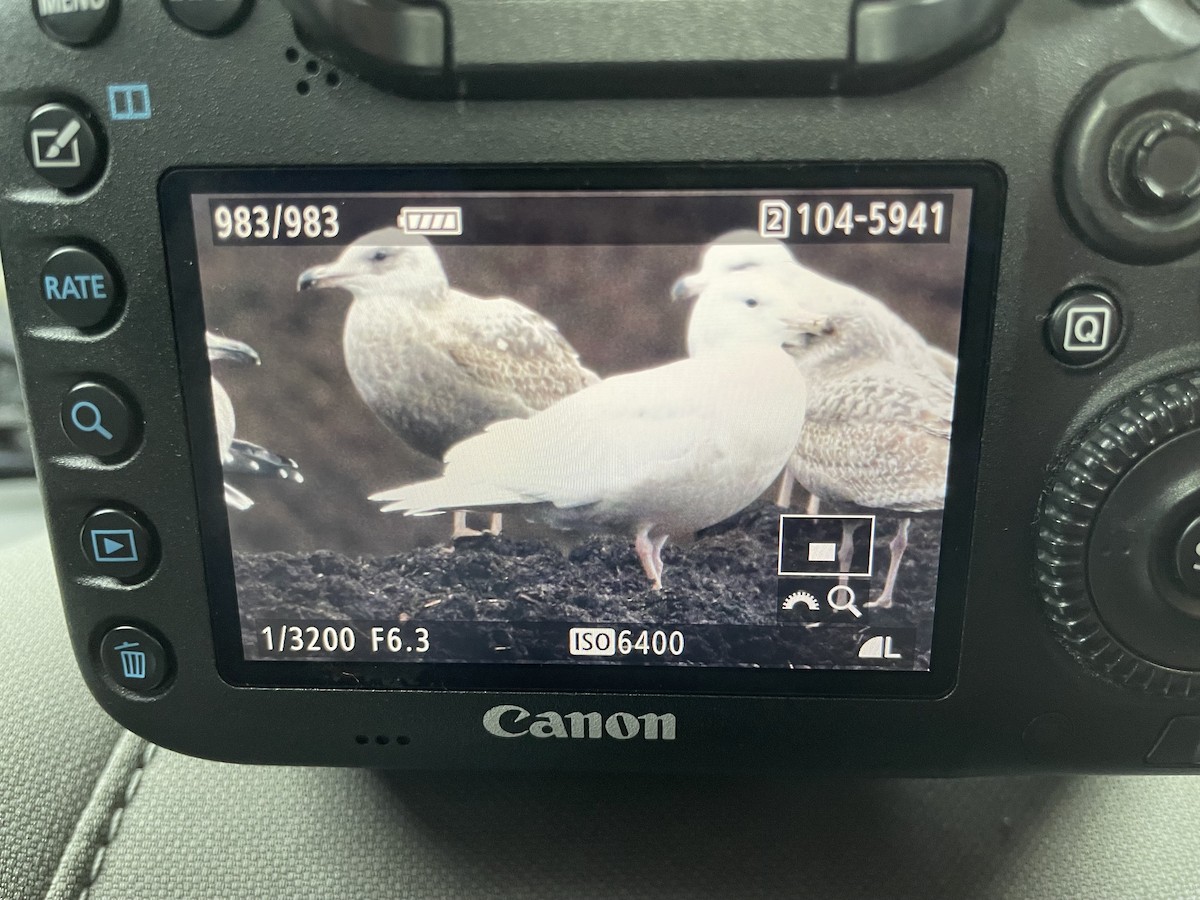 Glaucous Gull - ML614442111