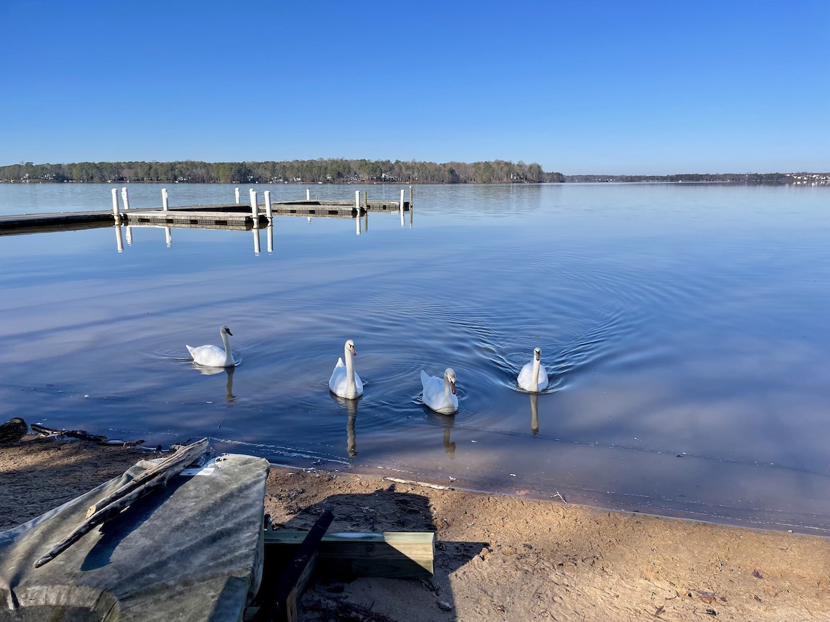 Mute Swan - ML614442114