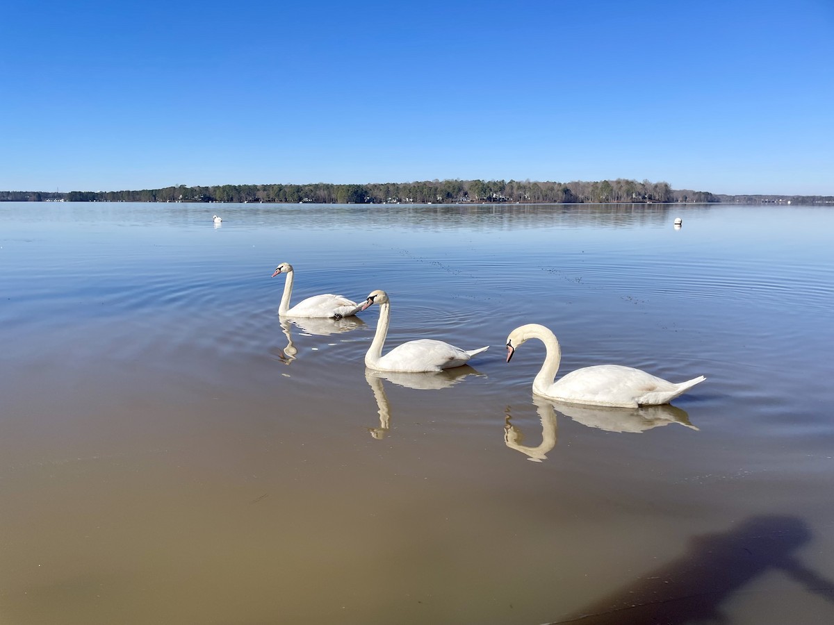 Mute Swan - ML614442115