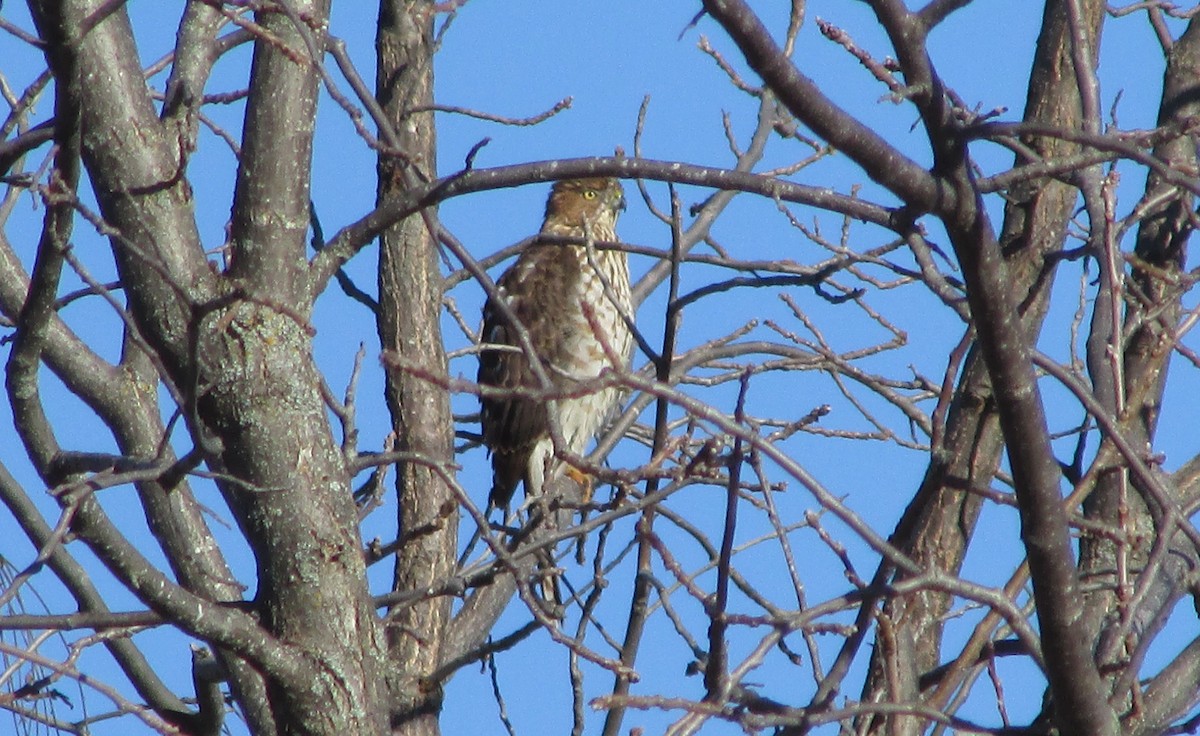 Cooper's Hawk - ML614442127