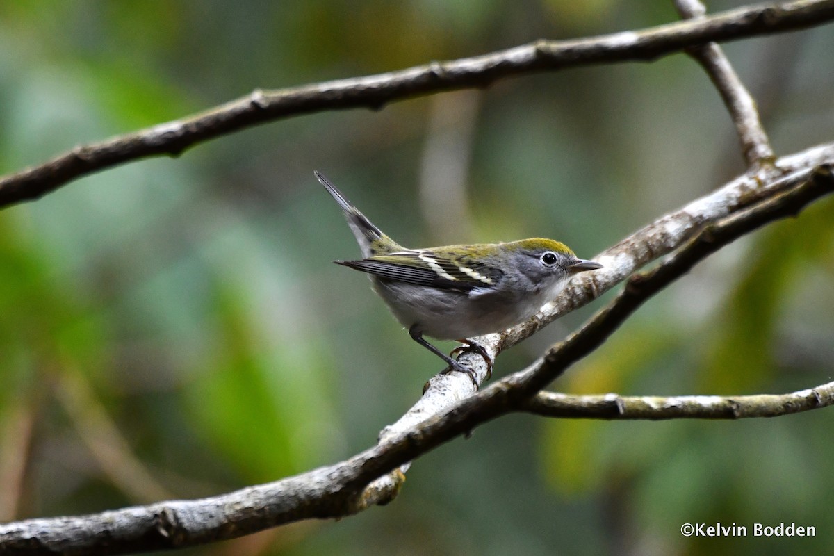 Chestnut-sided Warbler - Kelvin Bodden