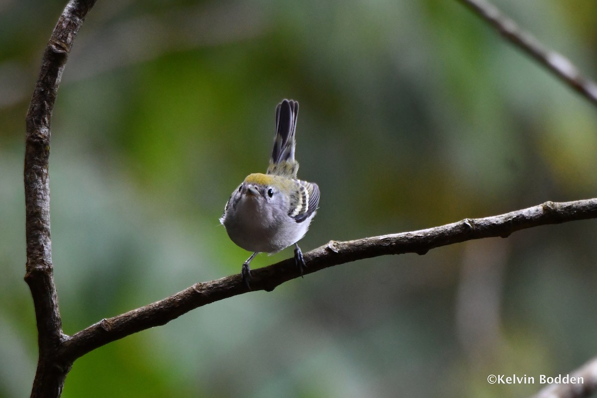 Chestnut-sided Warbler - Kelvin Bodden