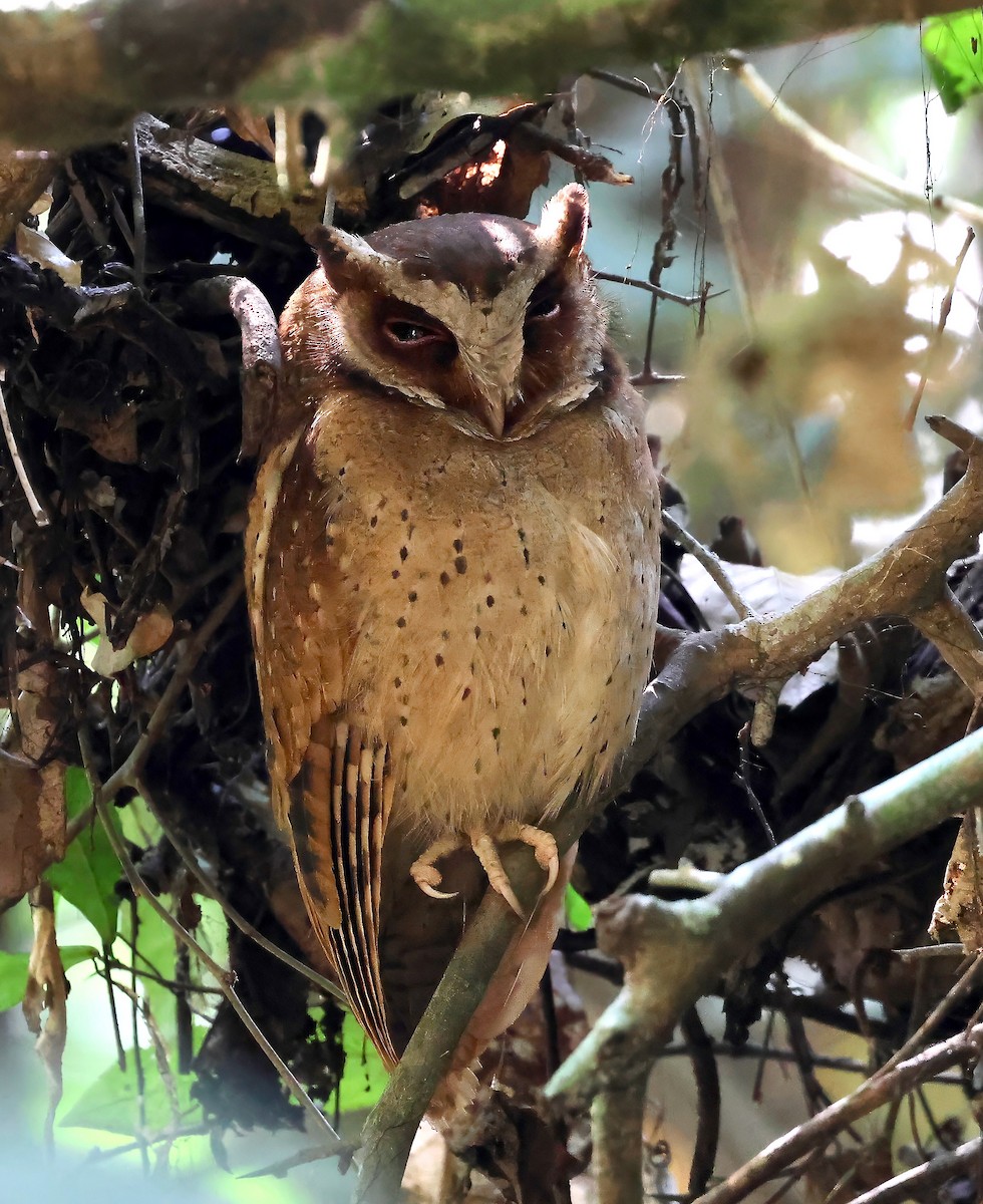 White-fronted Scops-Owl - ML614442135