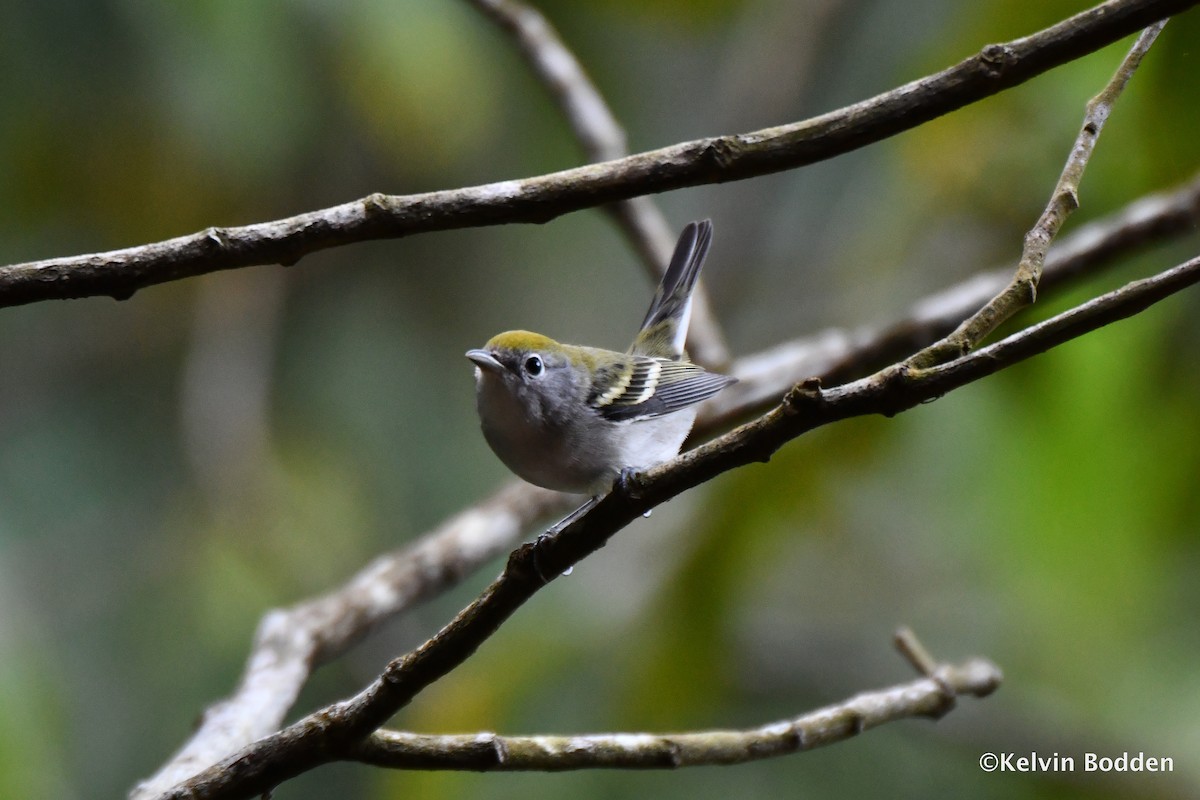 Chestnut-sided Warbler - Kelvin Bodden