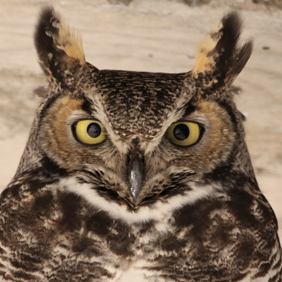 Great Horned Owl - ML614442138