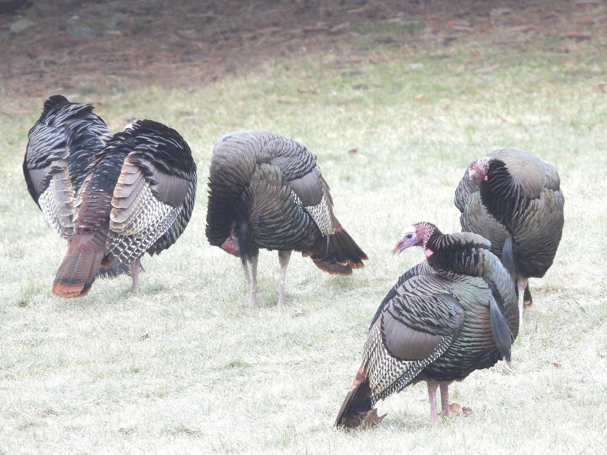 Wild Turkey - ML614442178