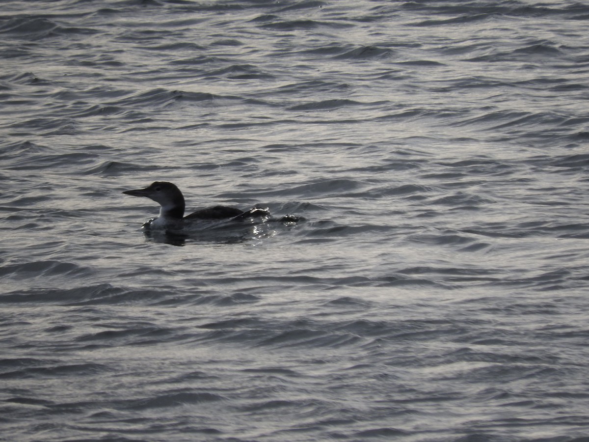 Common Loon - ML614442193