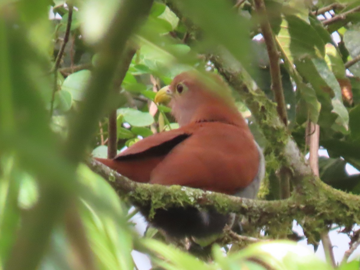 Squirrel Cuckoo - ML614442203