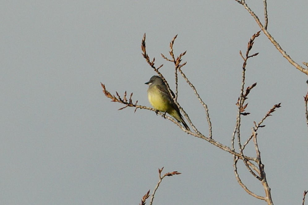 Cassin's Kingbird - ML614442239