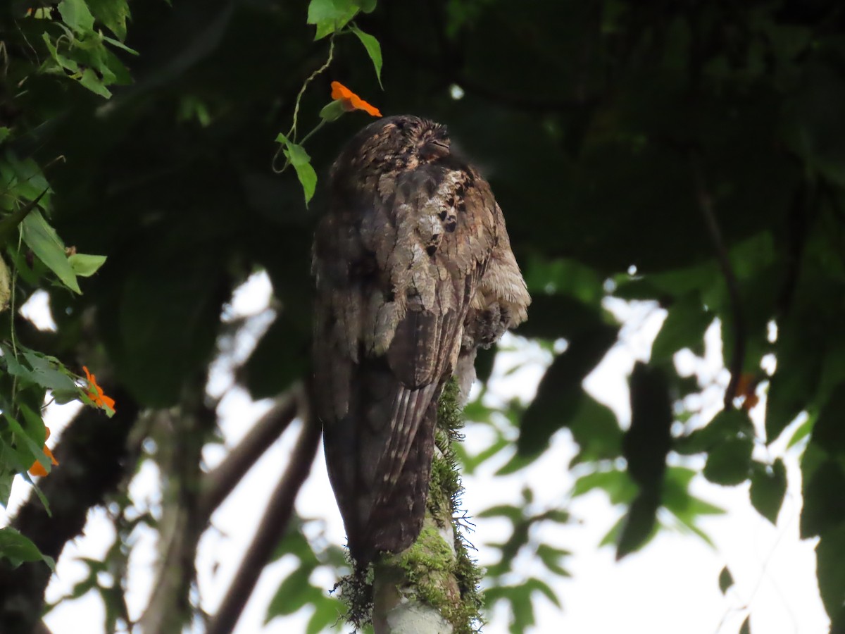 Common Potoo - ML614442240
