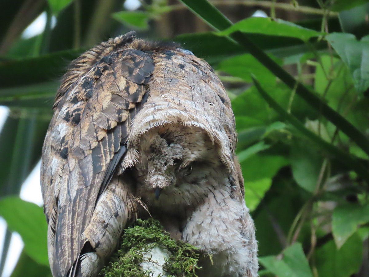 Common Potoo - ML614442244