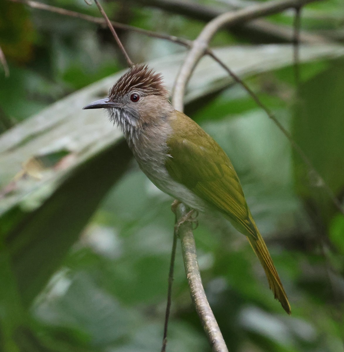 Mountain Bulbul - ML614442246