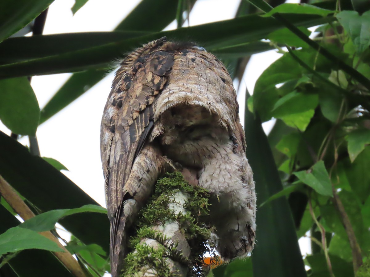 Common Potoo - ML614442248