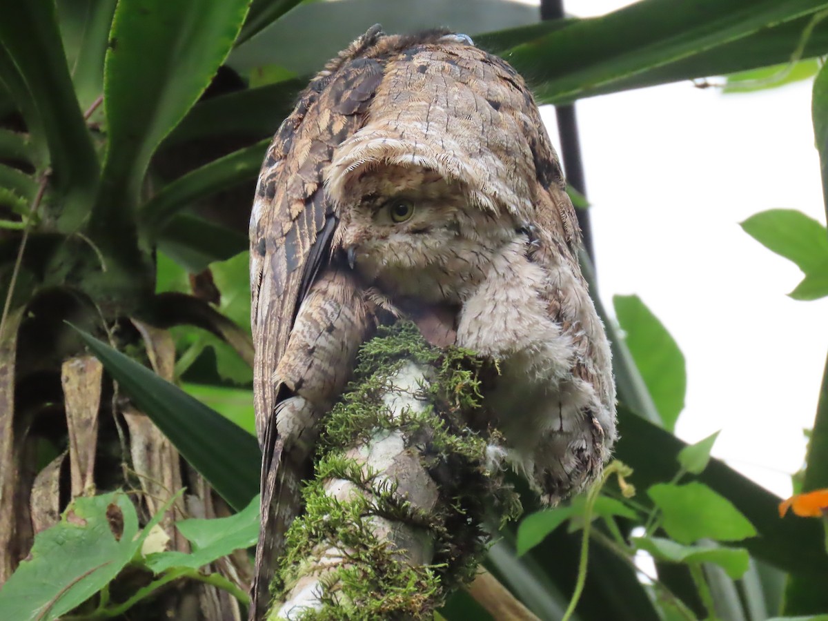 Common Potoo - ML614442253