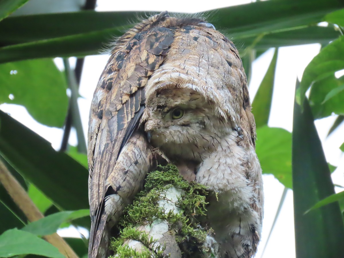 Common Potoo - ML614442256