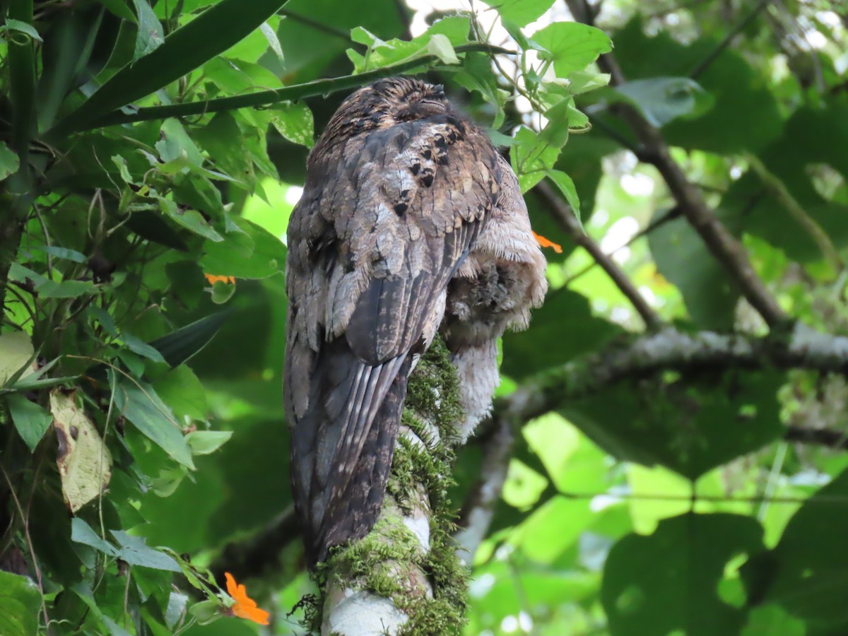 Common Potoo - ML614442258