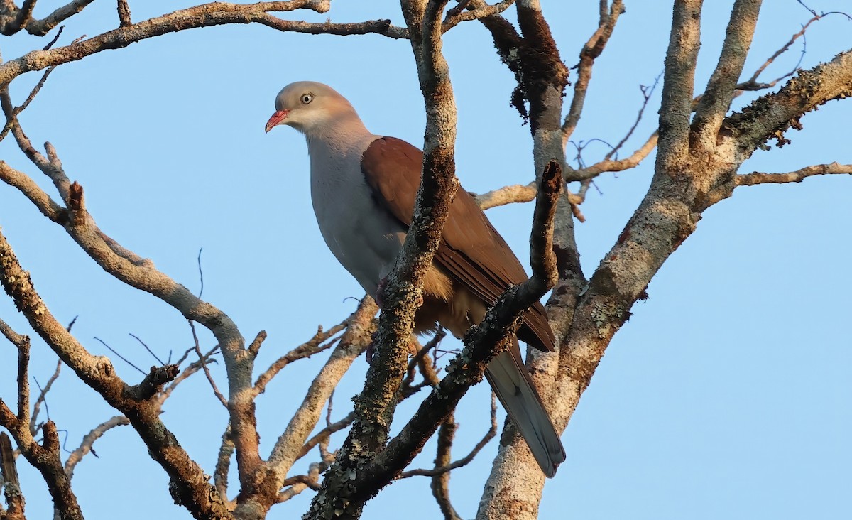 Mountain Imperial-Pigeon - ML614442266
