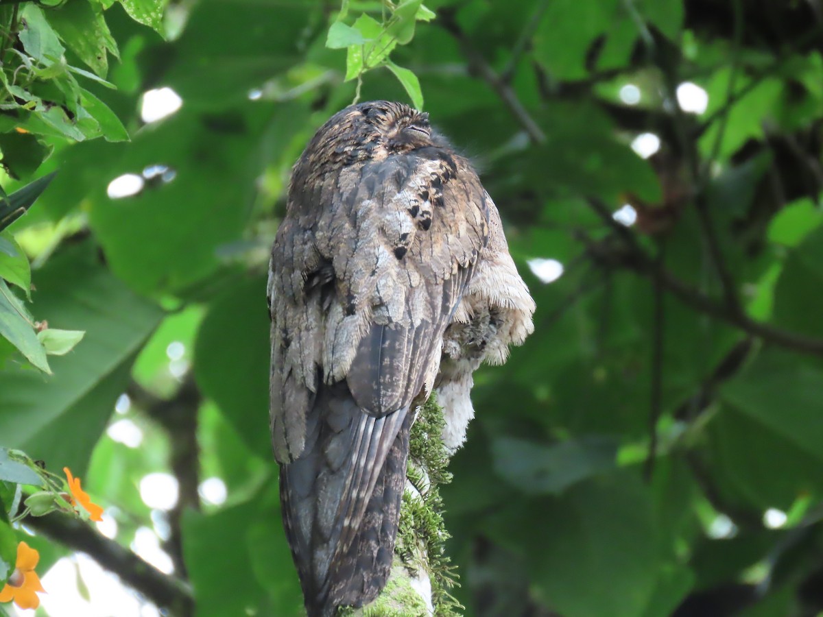 Common Potoo - ML614442268