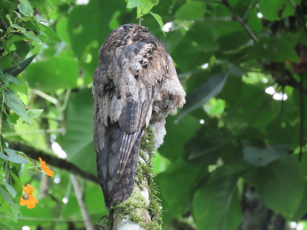 Common Potoo - ML614442273