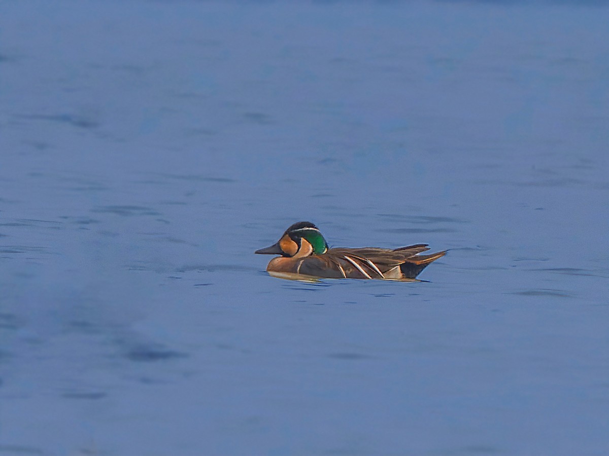 Baikal Teal - Amitava Ganguly