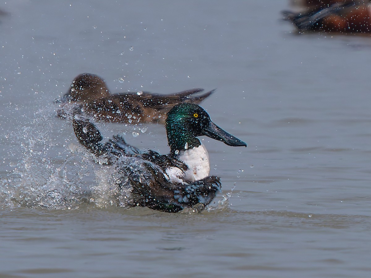 Northern Shoveler - Amitava Ganguly