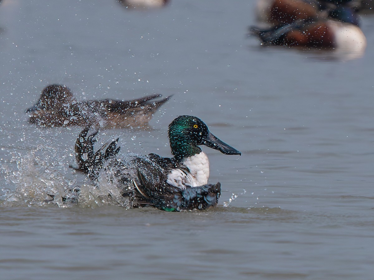 Northern Shoveler - Amitava Ganguly