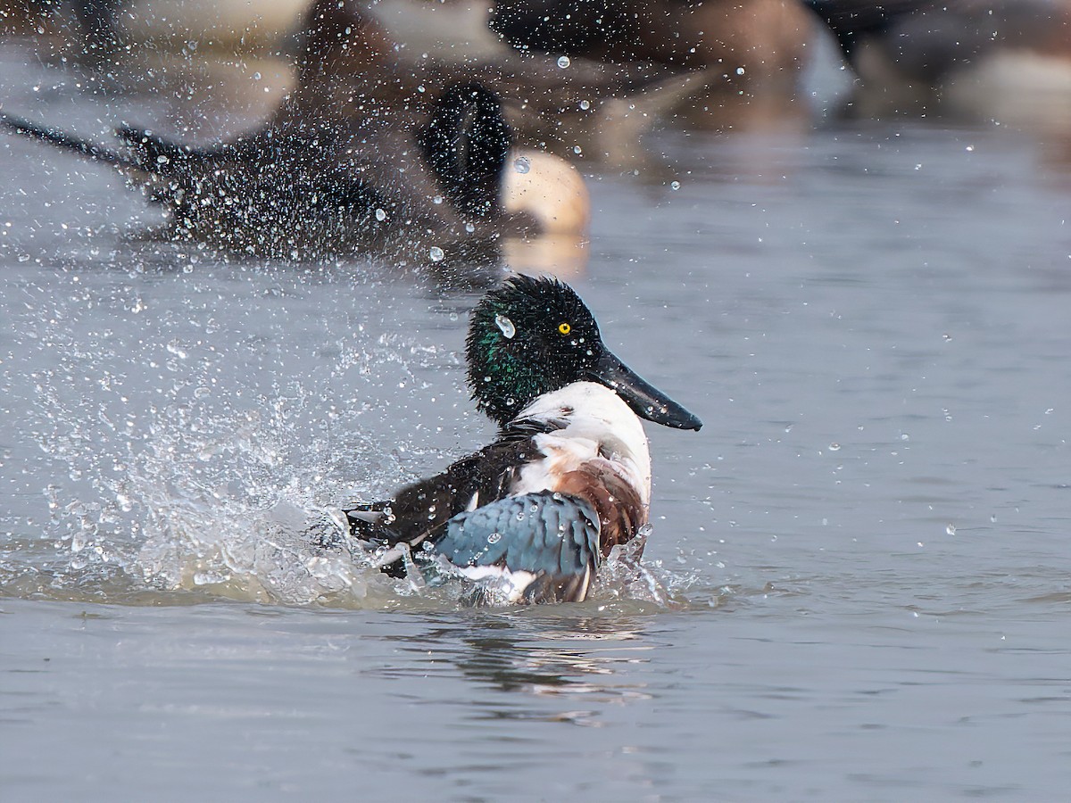 Northern Shoveler - Amitava Ganguly