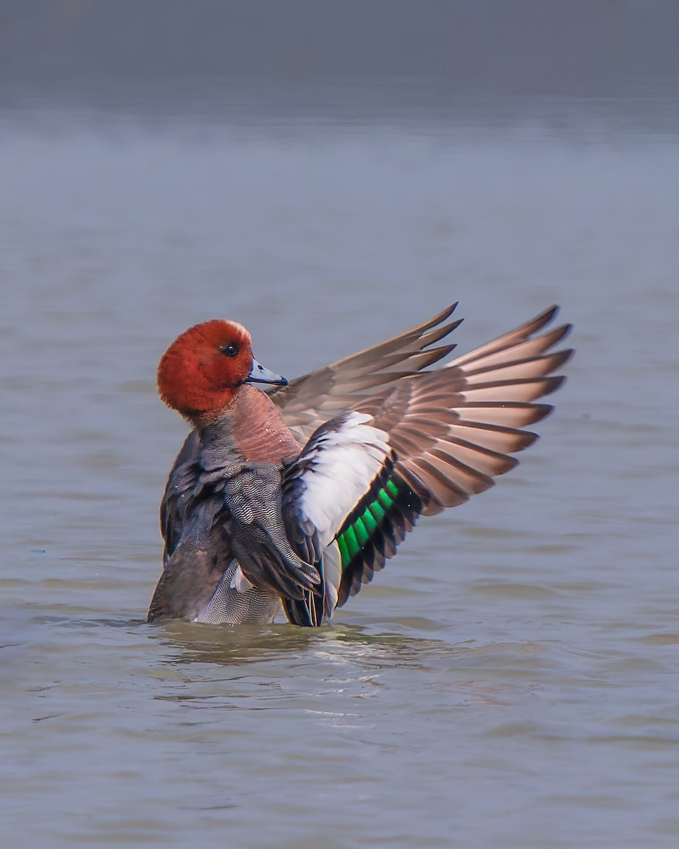 Eurasian Wigeon - Amitava Ganguly