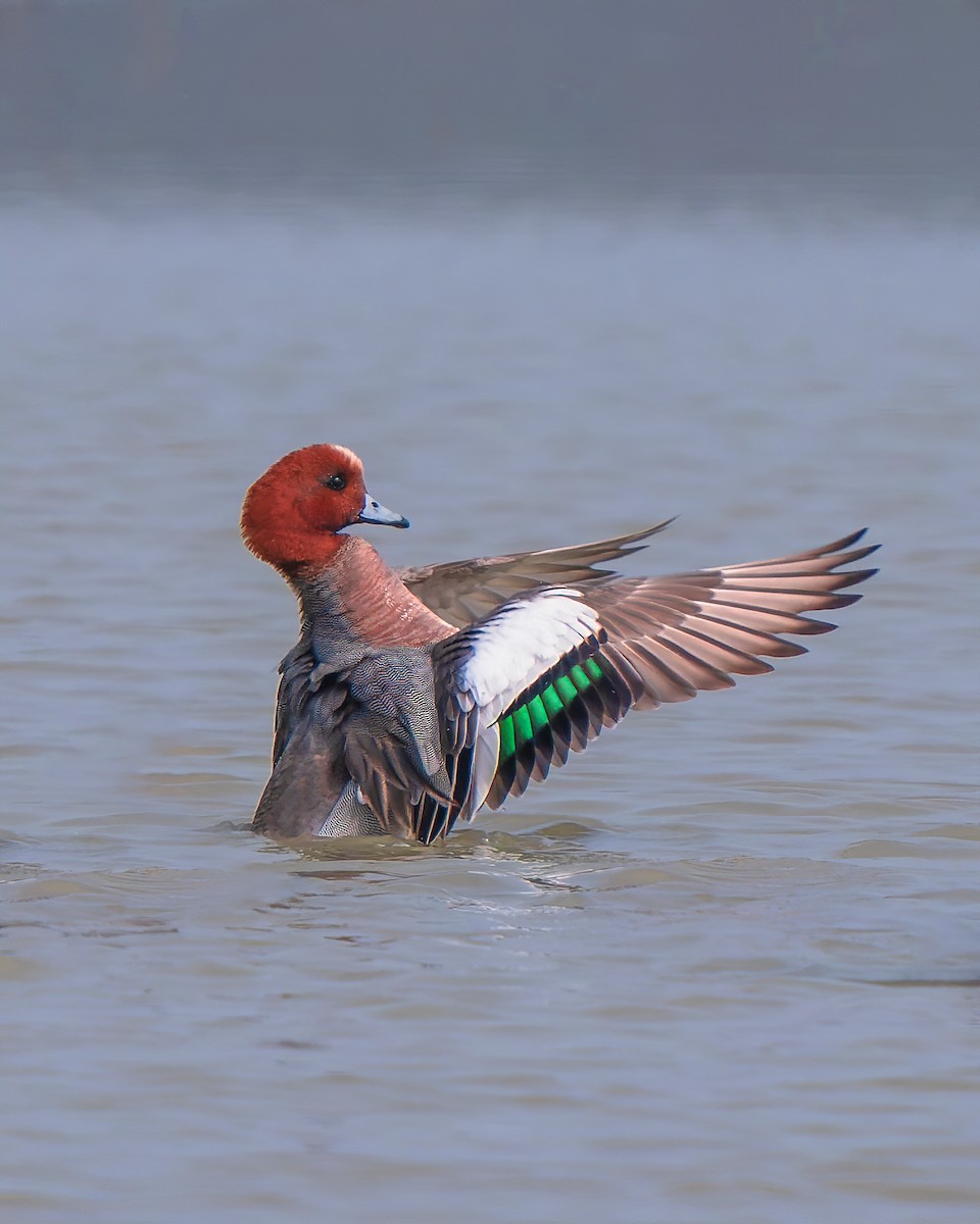 Eurasian Wigeon - Amitava Ganguly