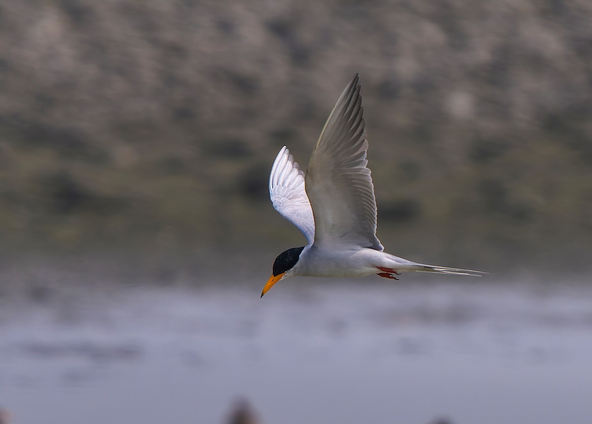 River Tern - Amitava Ganguly