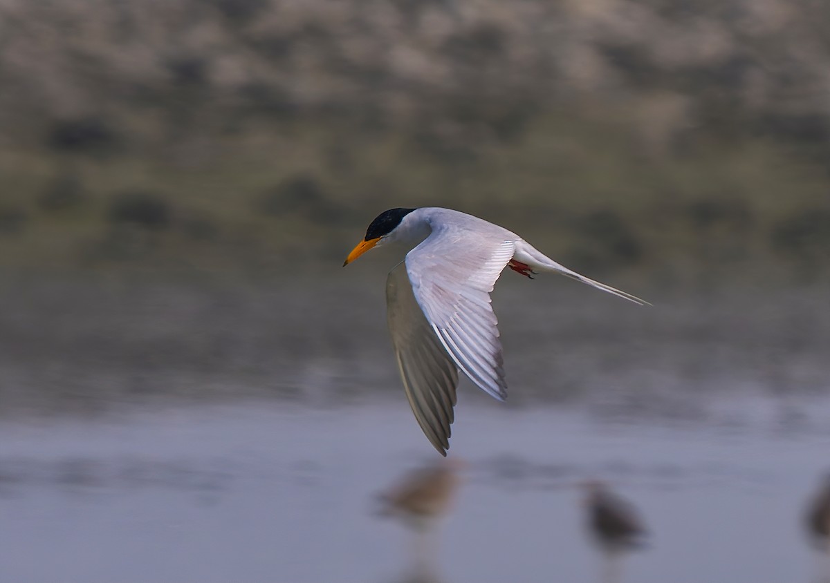 River Tern - Amitava Ganguly