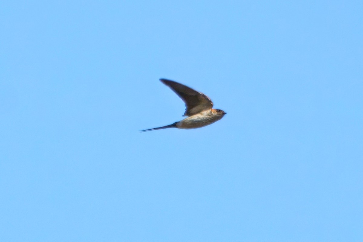 Red-rumped Swallow - ML614442322