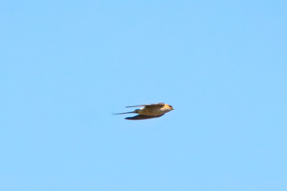 Red-rumped Swallow - ML614442323