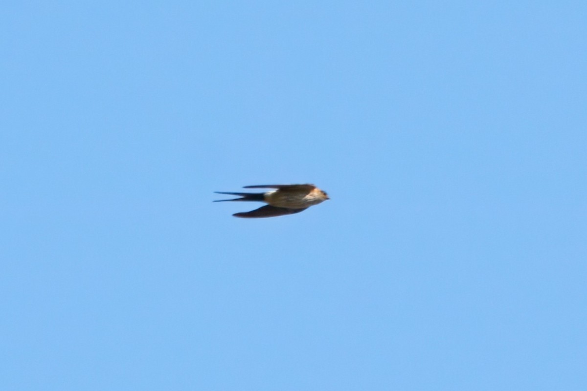 Red-rumped Swallow - ML614442324