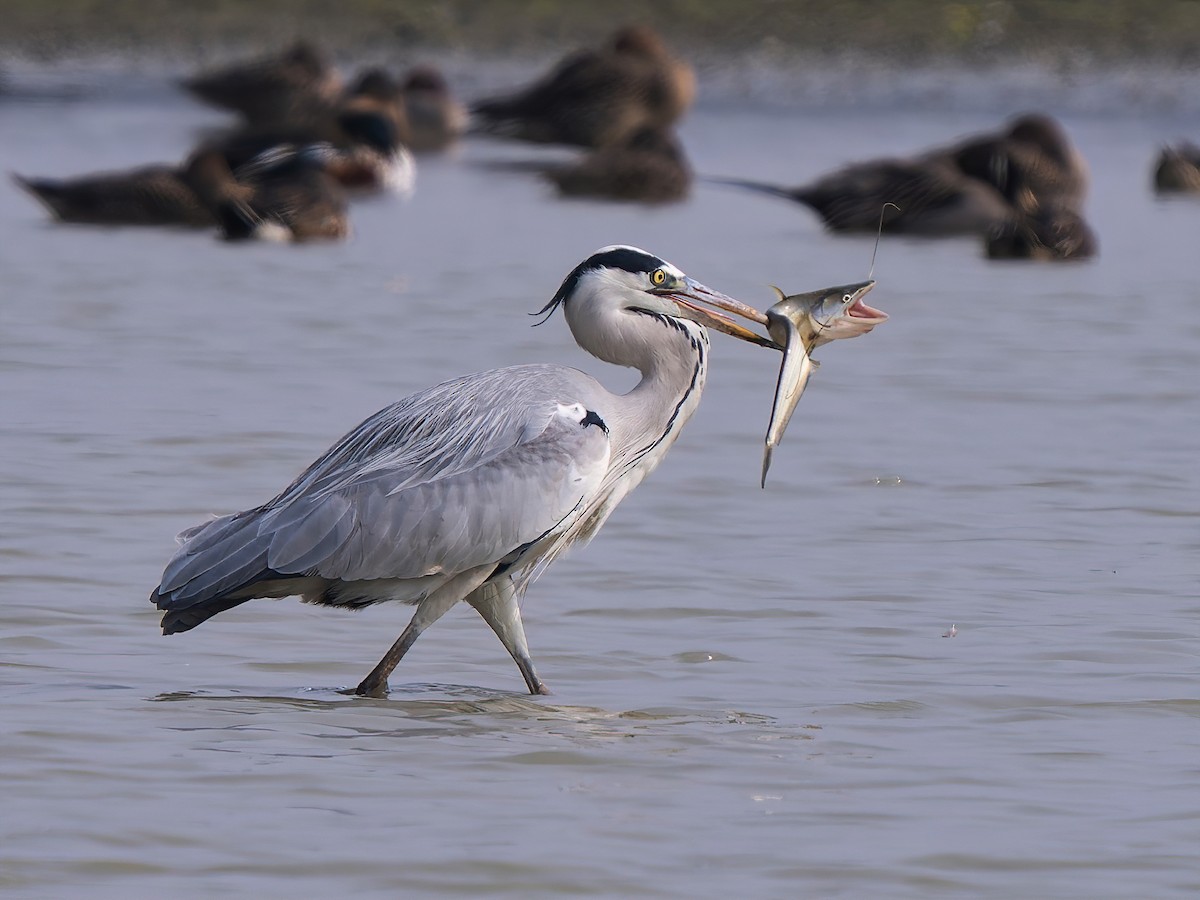 Gray Heron - Amitava Ganguly