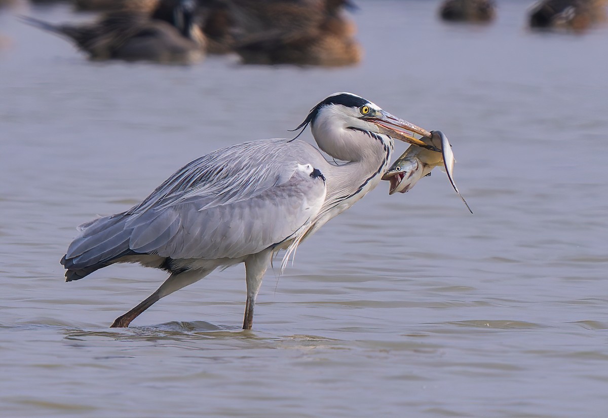 Gray Heron - Amitava Ganguly