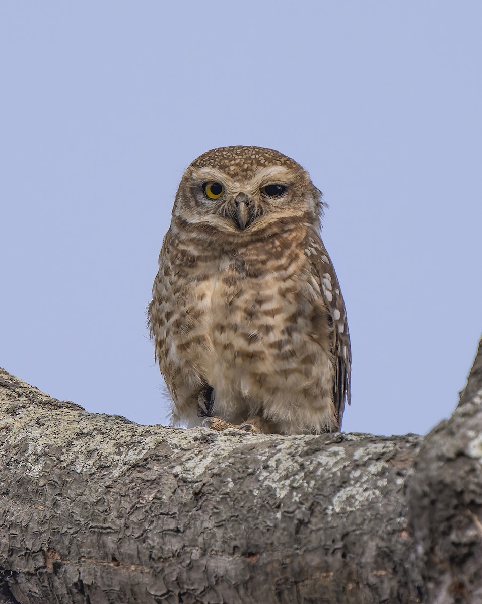 Spotted Owlet - Amitava Ganguly