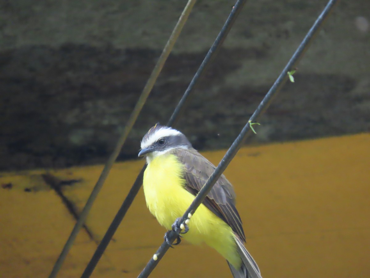 Rusty-margined Flycatcher - ML614442355