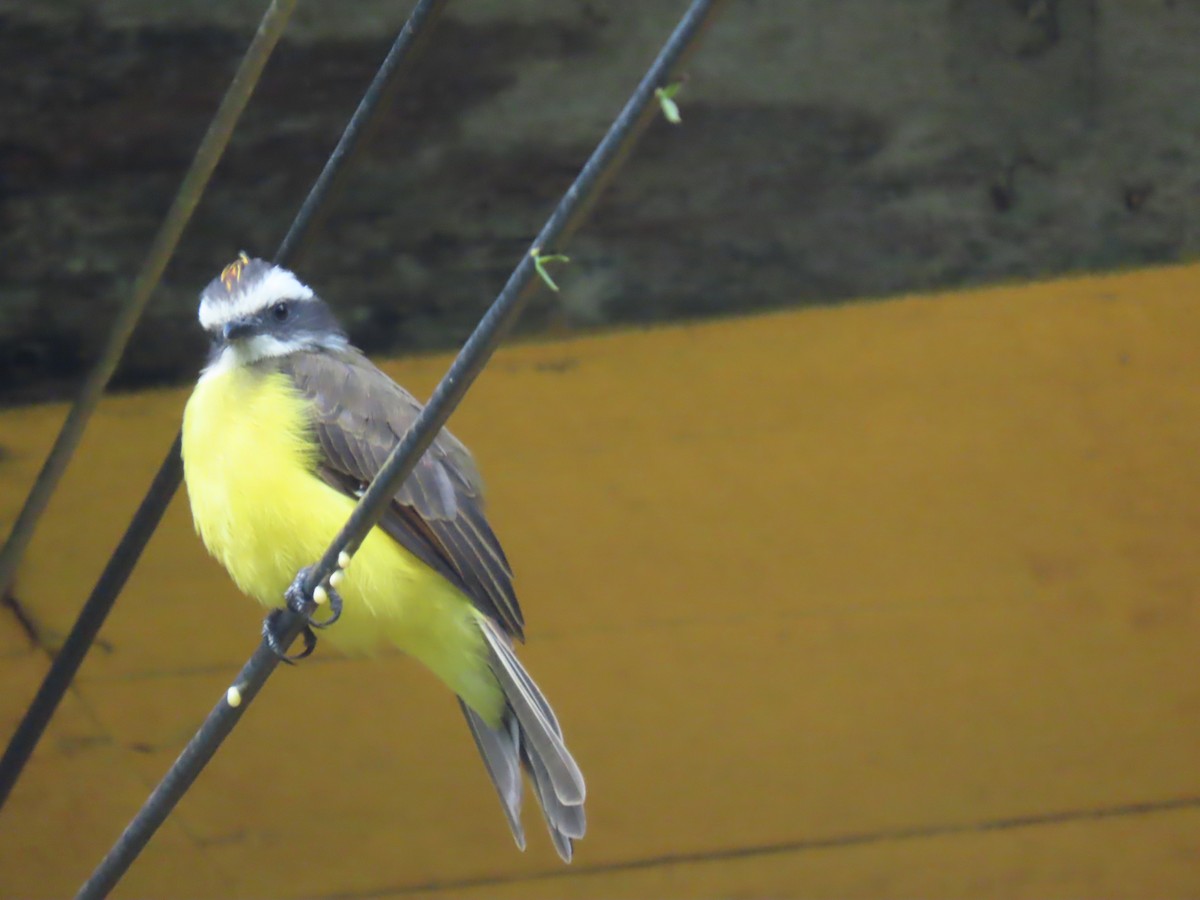 Rusty-margined Flycatcher - ML614442358