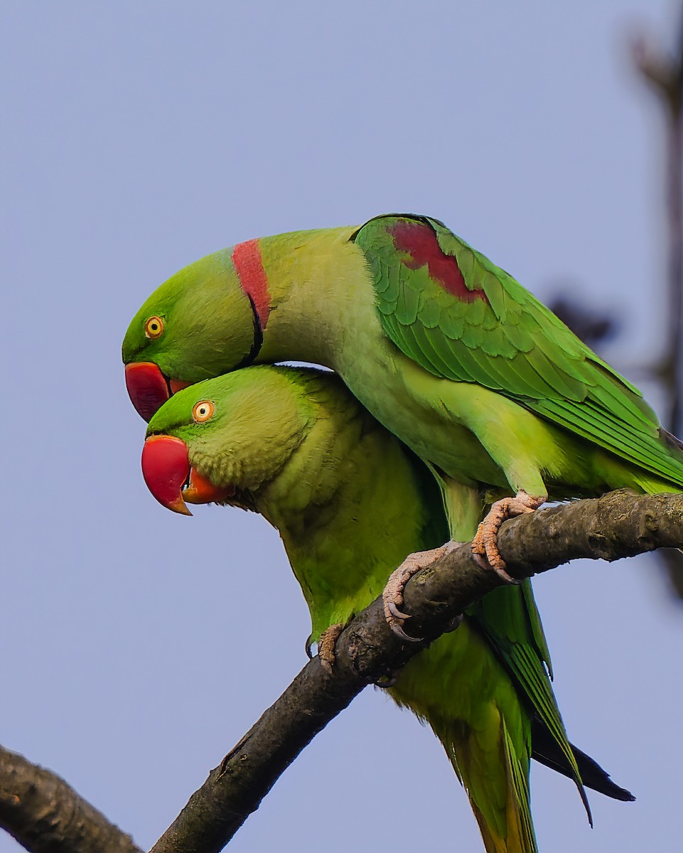 Alexandrine Parakeet - Amitava Ganguly