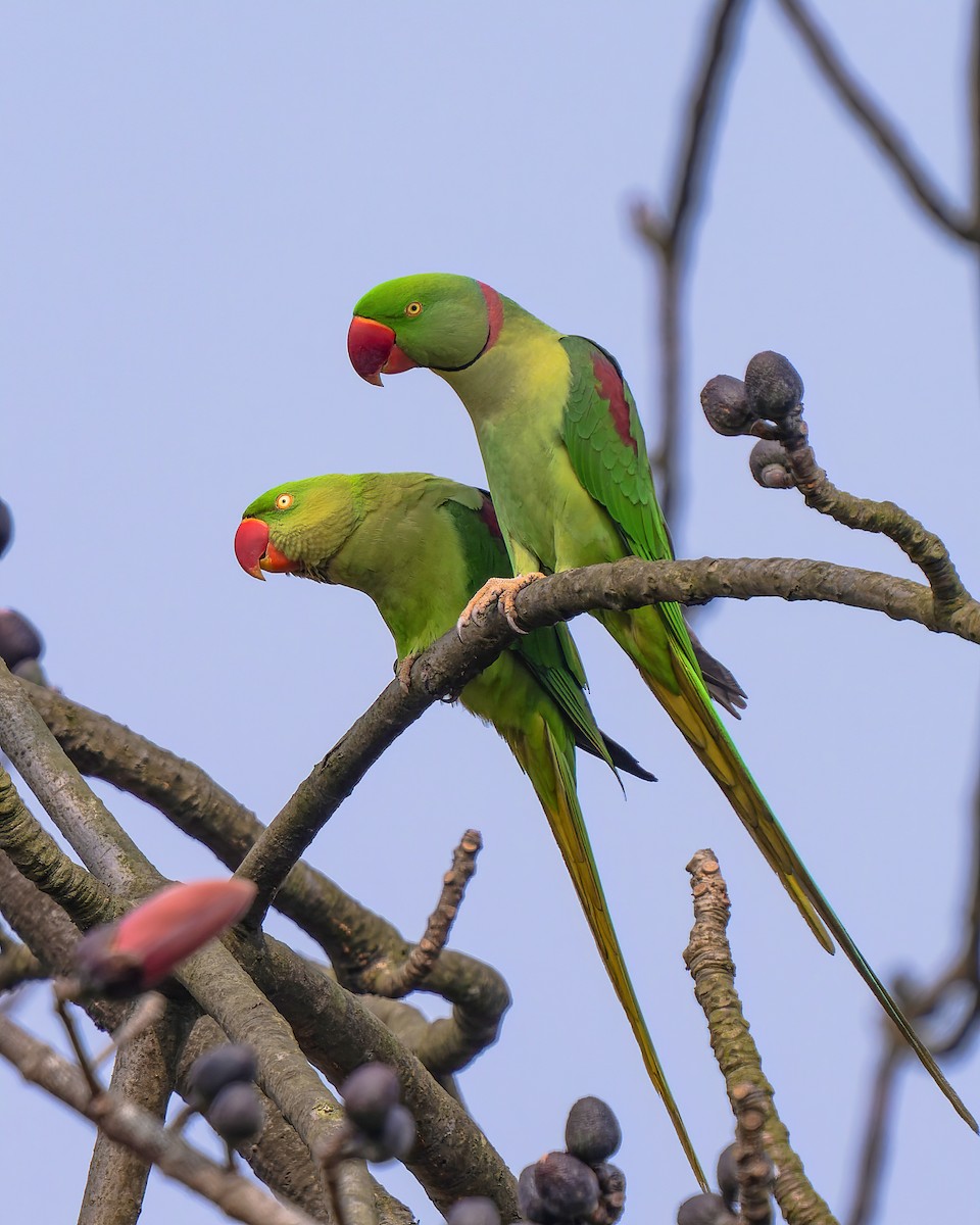 Alexandrine Parakeet - Amitava Ganguly