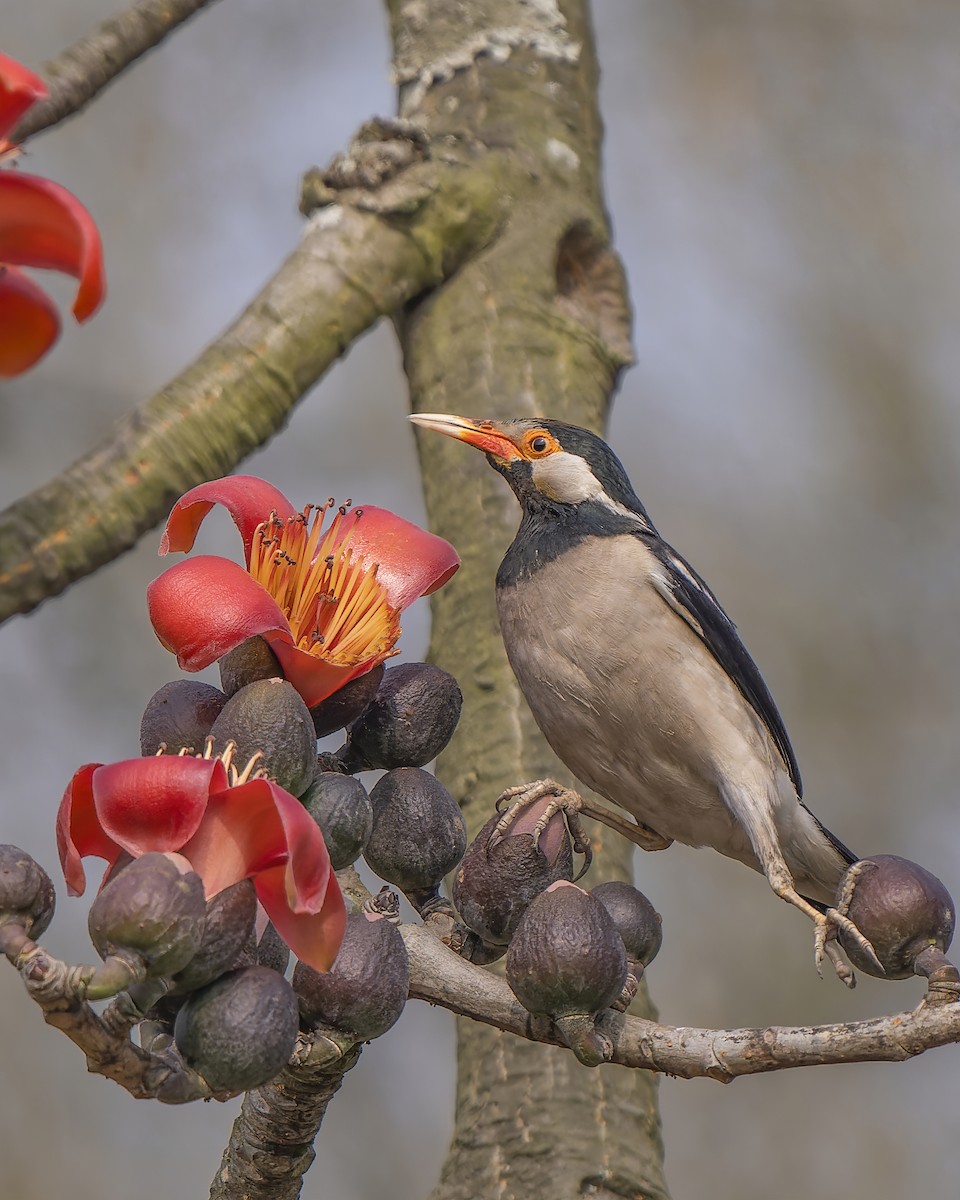 Indian Pied Starling - ML614442371