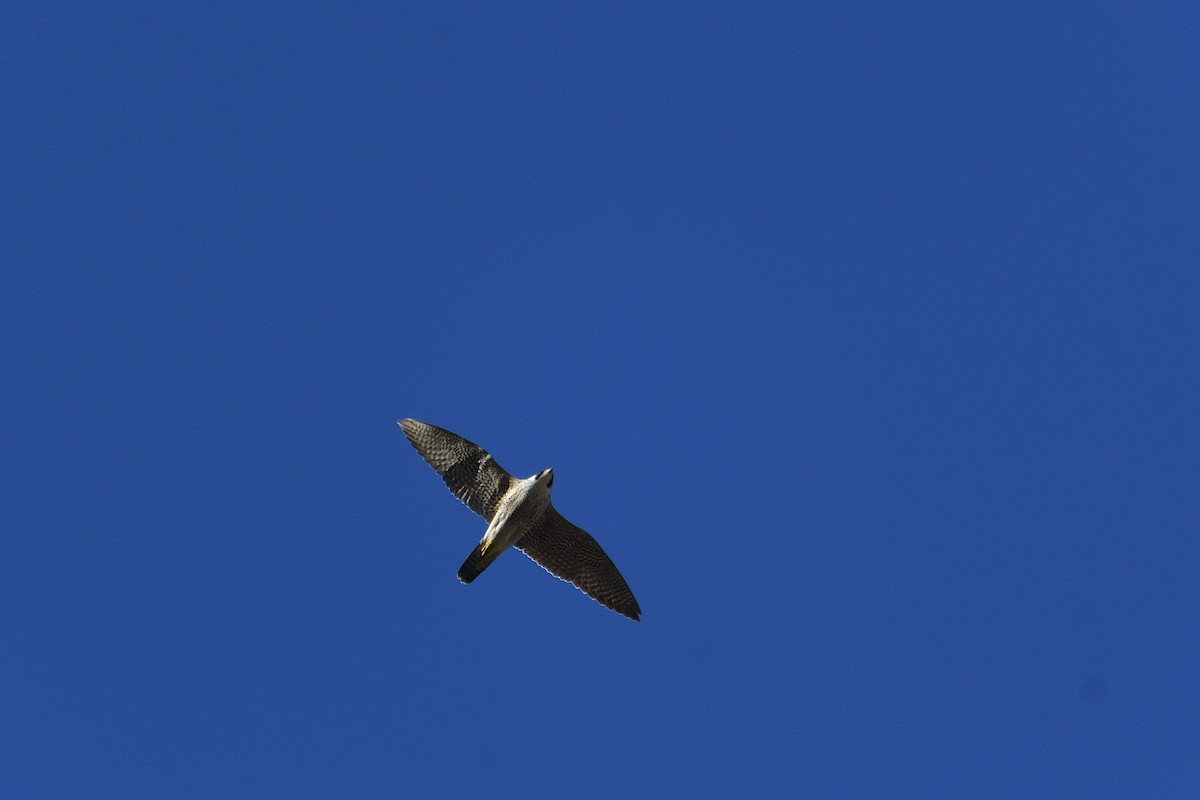 Peregrine Falcon - ML614442375