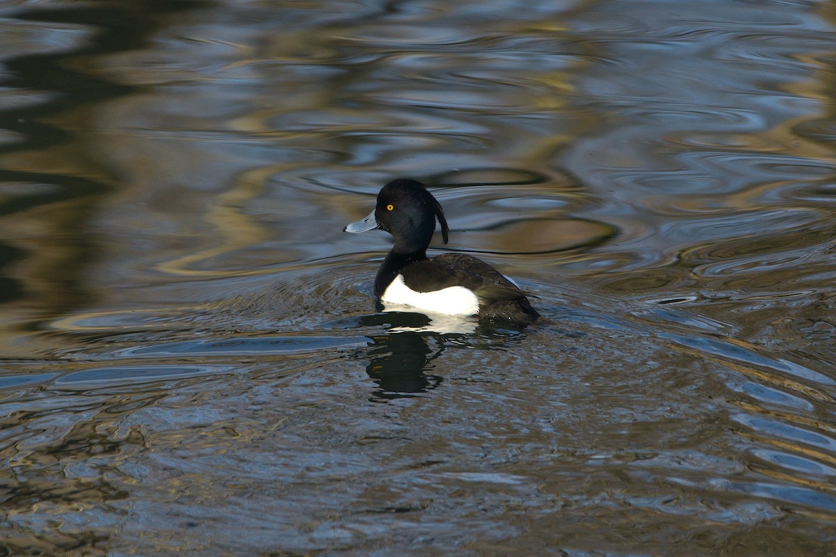 Tufted Duck - ML614442378
