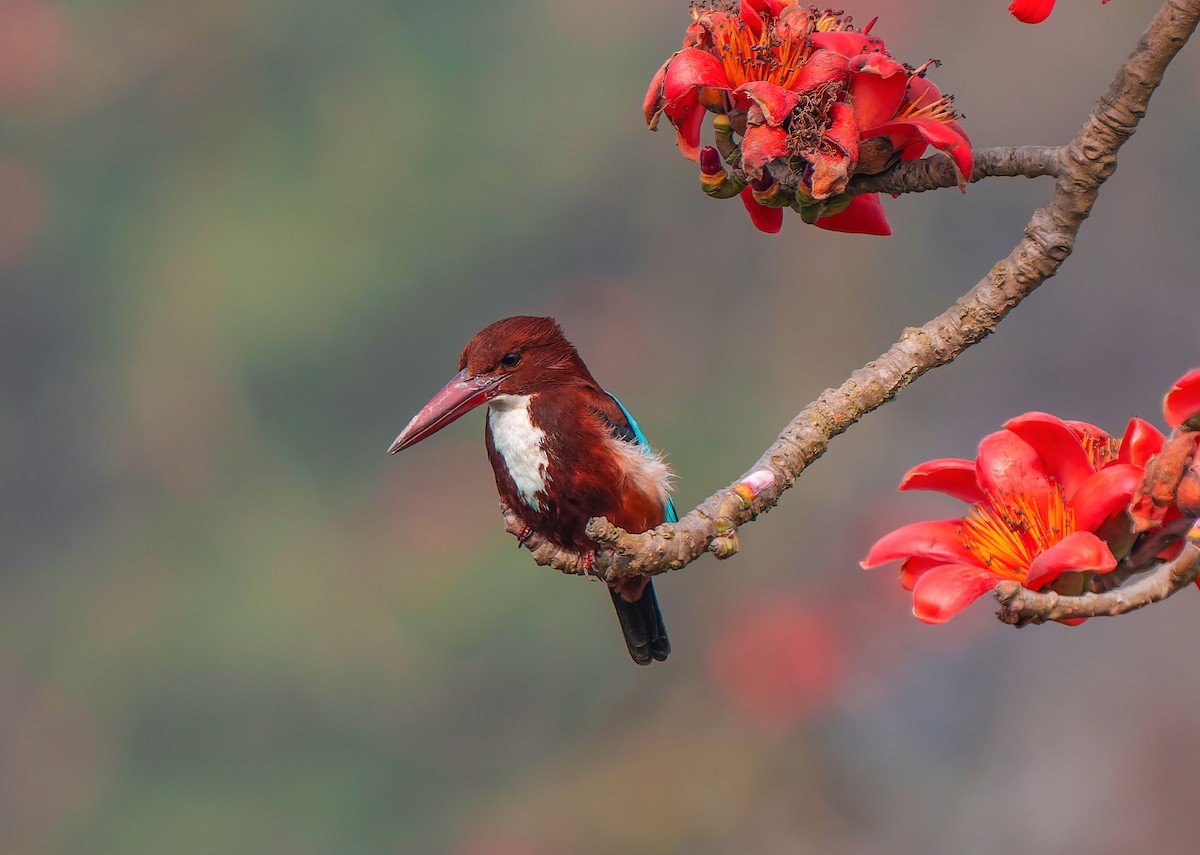 White-throated Kingfisher - ML614442381