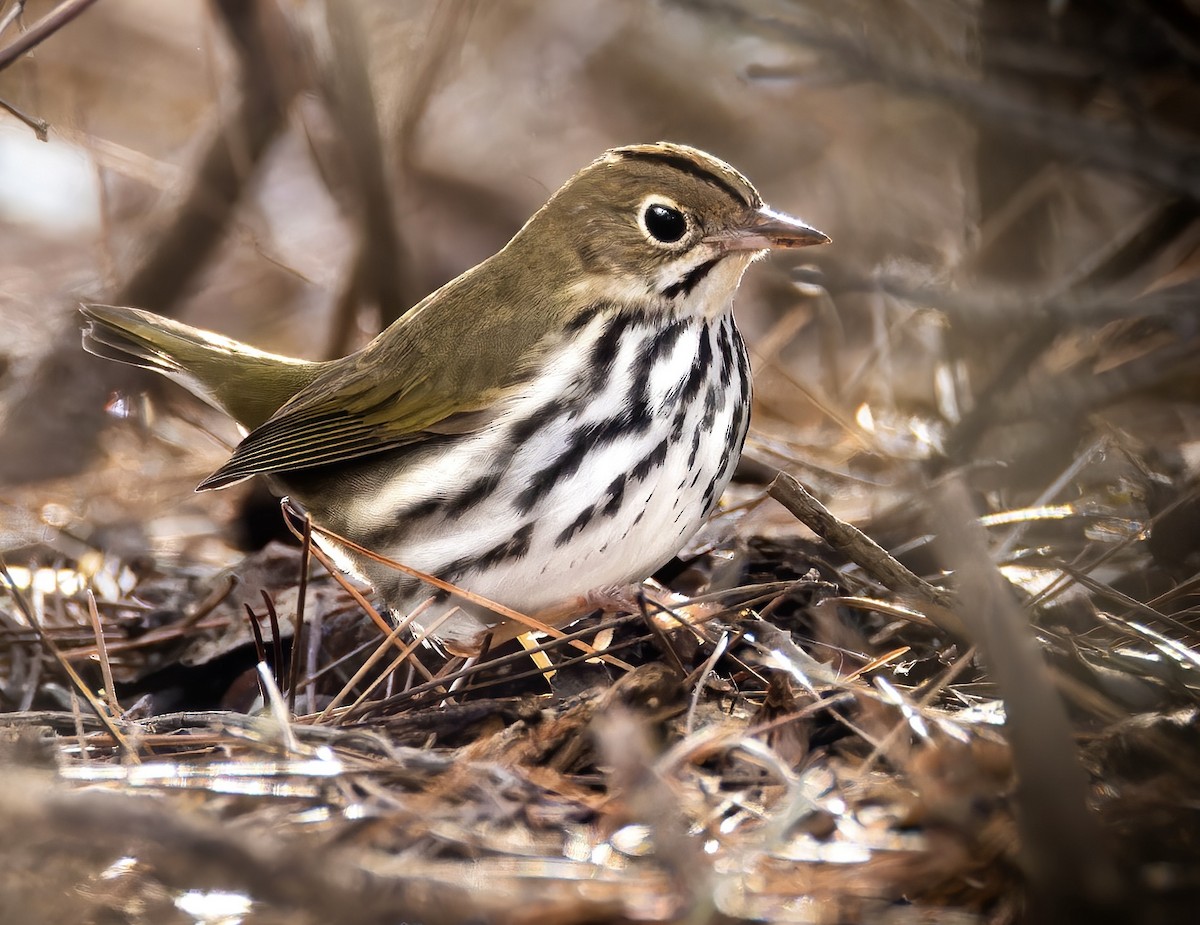 Ovenbird - Mark Sawyer