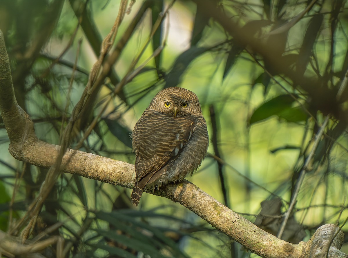 Asian Barred Owlet - Amitava Ganguly