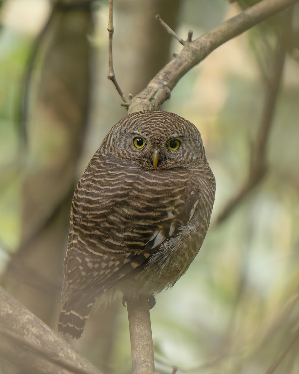 Asian Barred Owlet - Amitava Ganguly