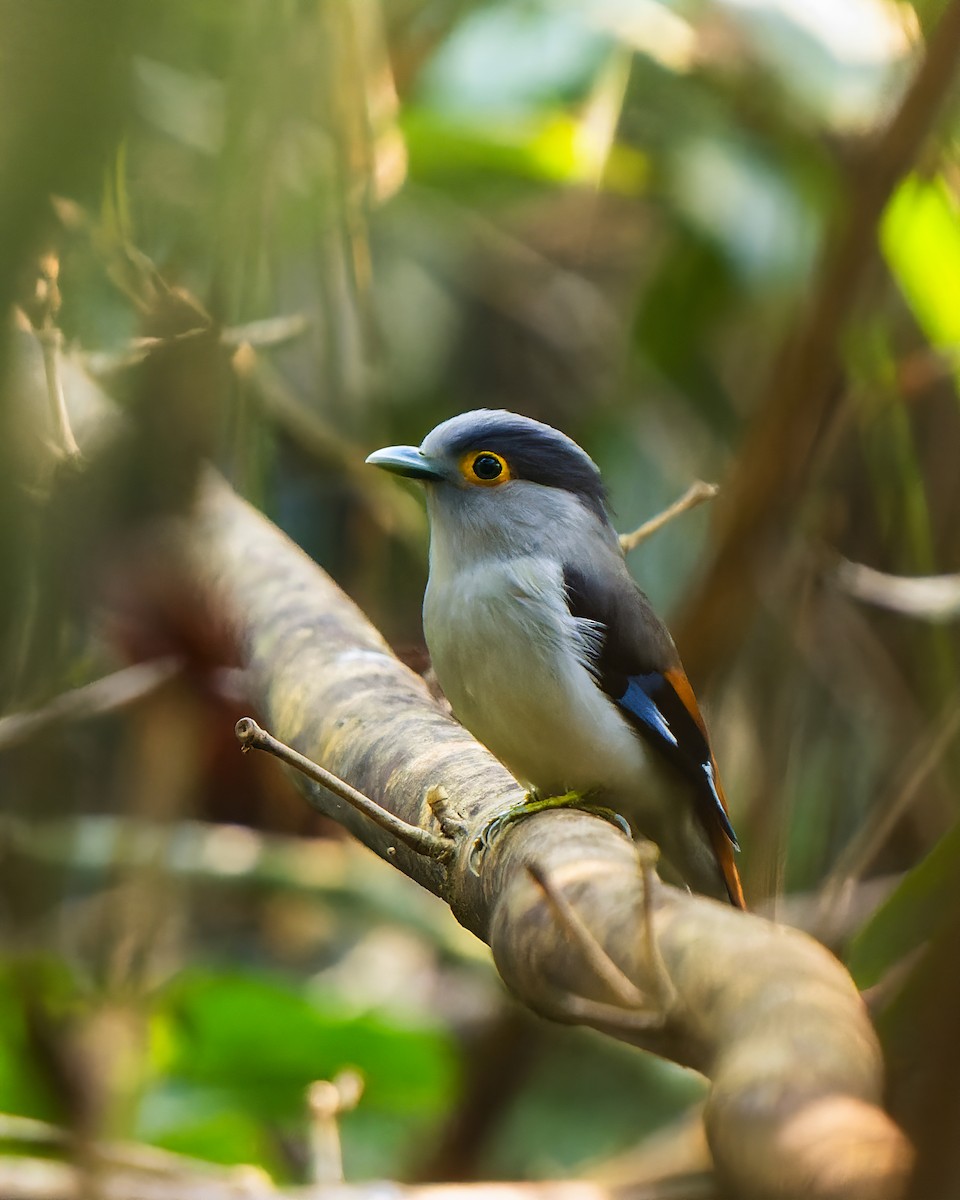 Gray-lored Broadbill - Amitava Ganguly