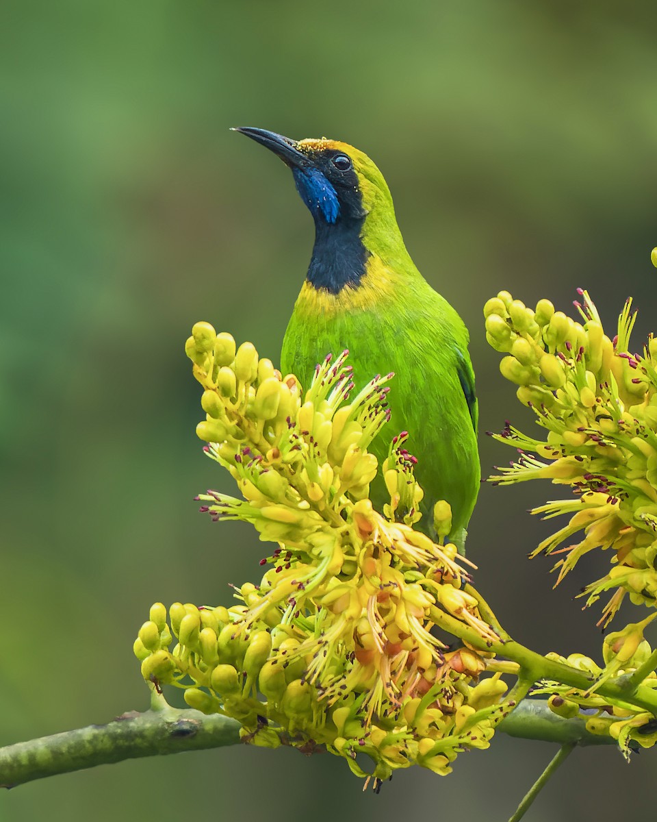 Golden-fronted Leafbird - ML614442528